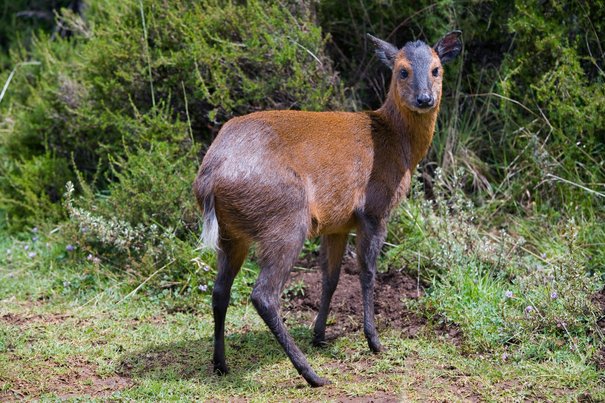 Hunting The Black-Fronted Duiker
