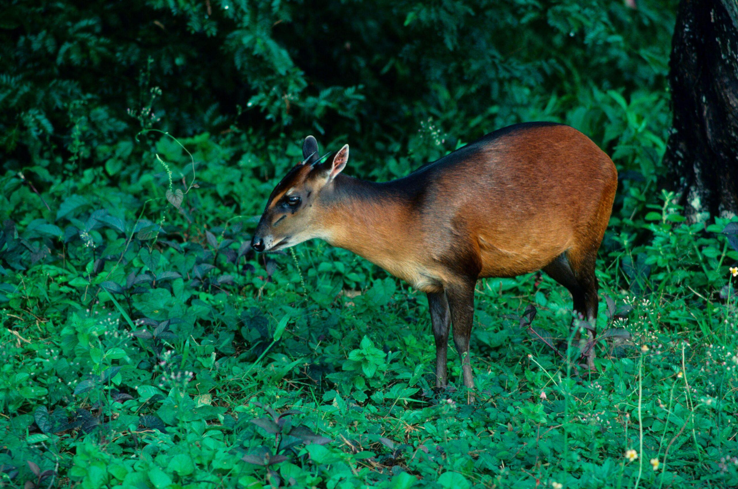 Hunting the Bay Duiker