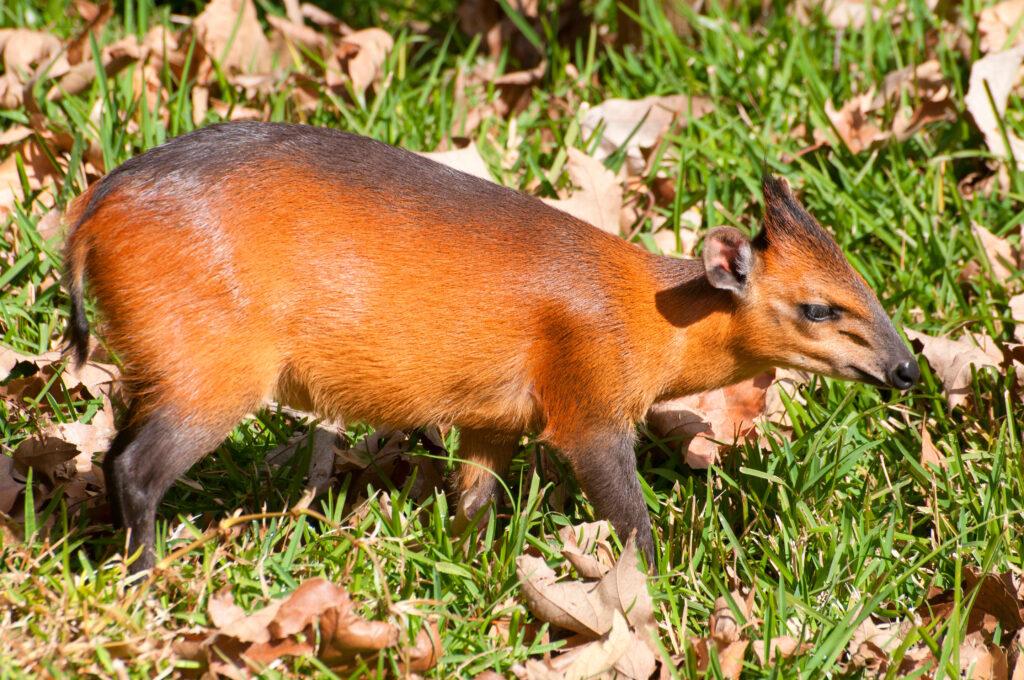 RED-FLANKED DUIKER