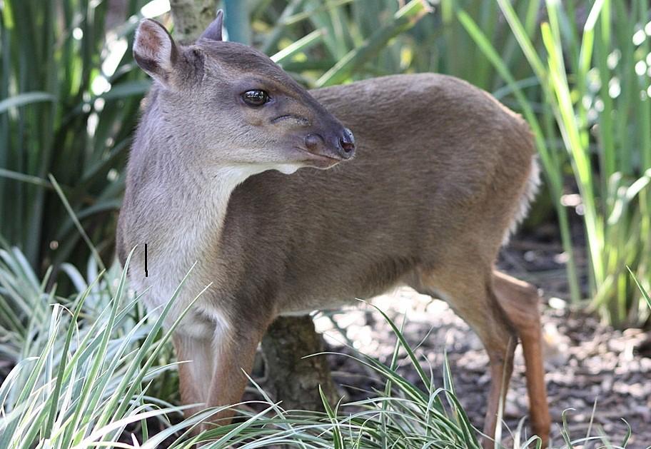 GABON DUIKER
