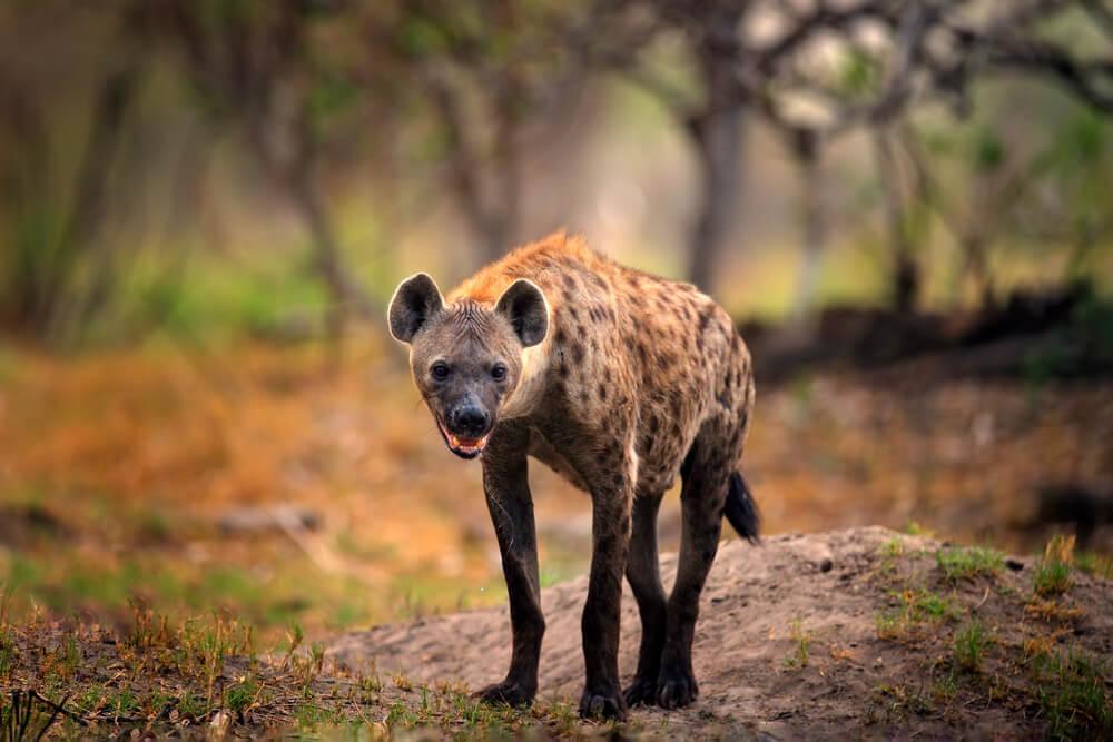 SPOTTED HYENA