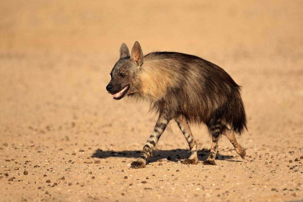 Brown Hyena Hunting In Africa