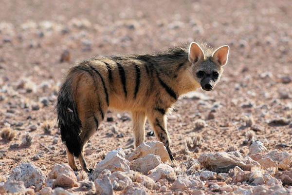 AARDWOLF