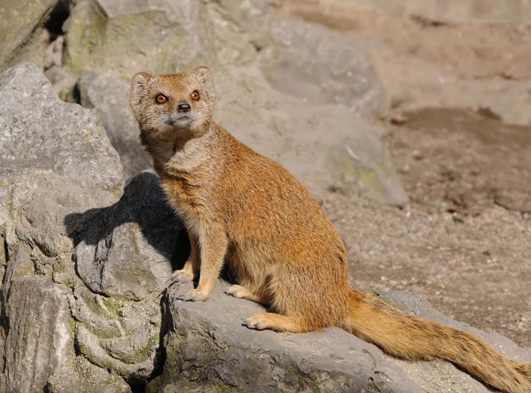 Yellow Mongoose Game Hunting Adventures