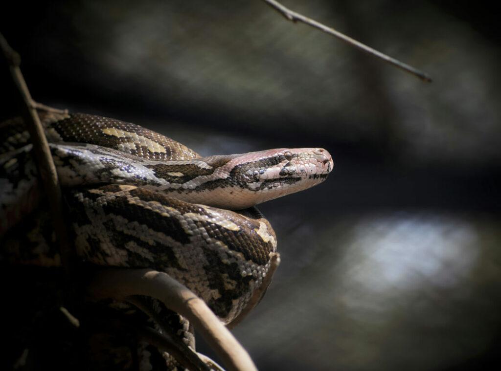 AFRICAN ROCK PYTHON