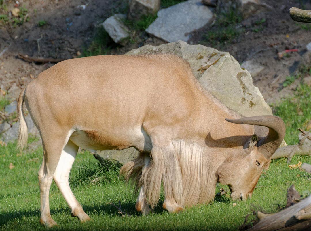 Game Hunting In Africa: The Aoudad