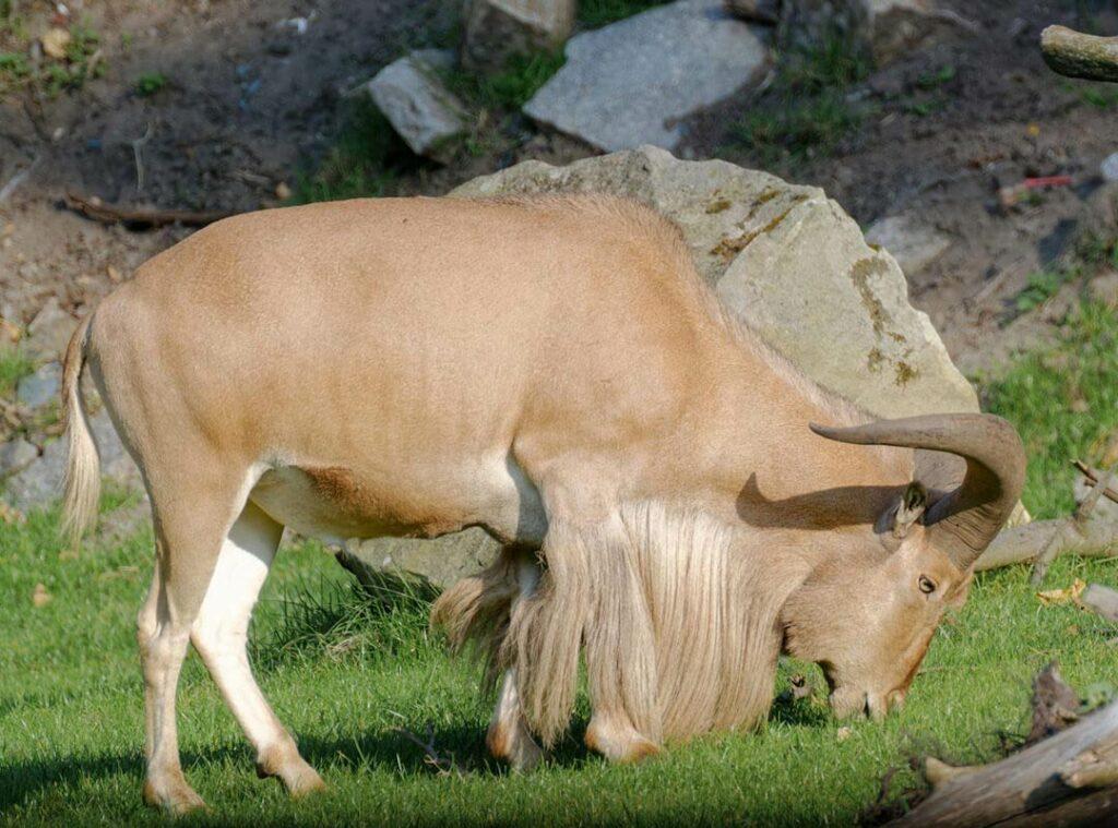 BARBARY SHEEP