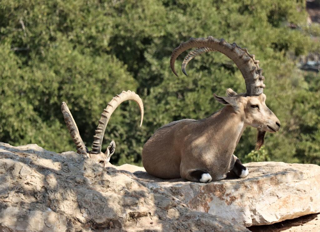 IBEX NUBIAN