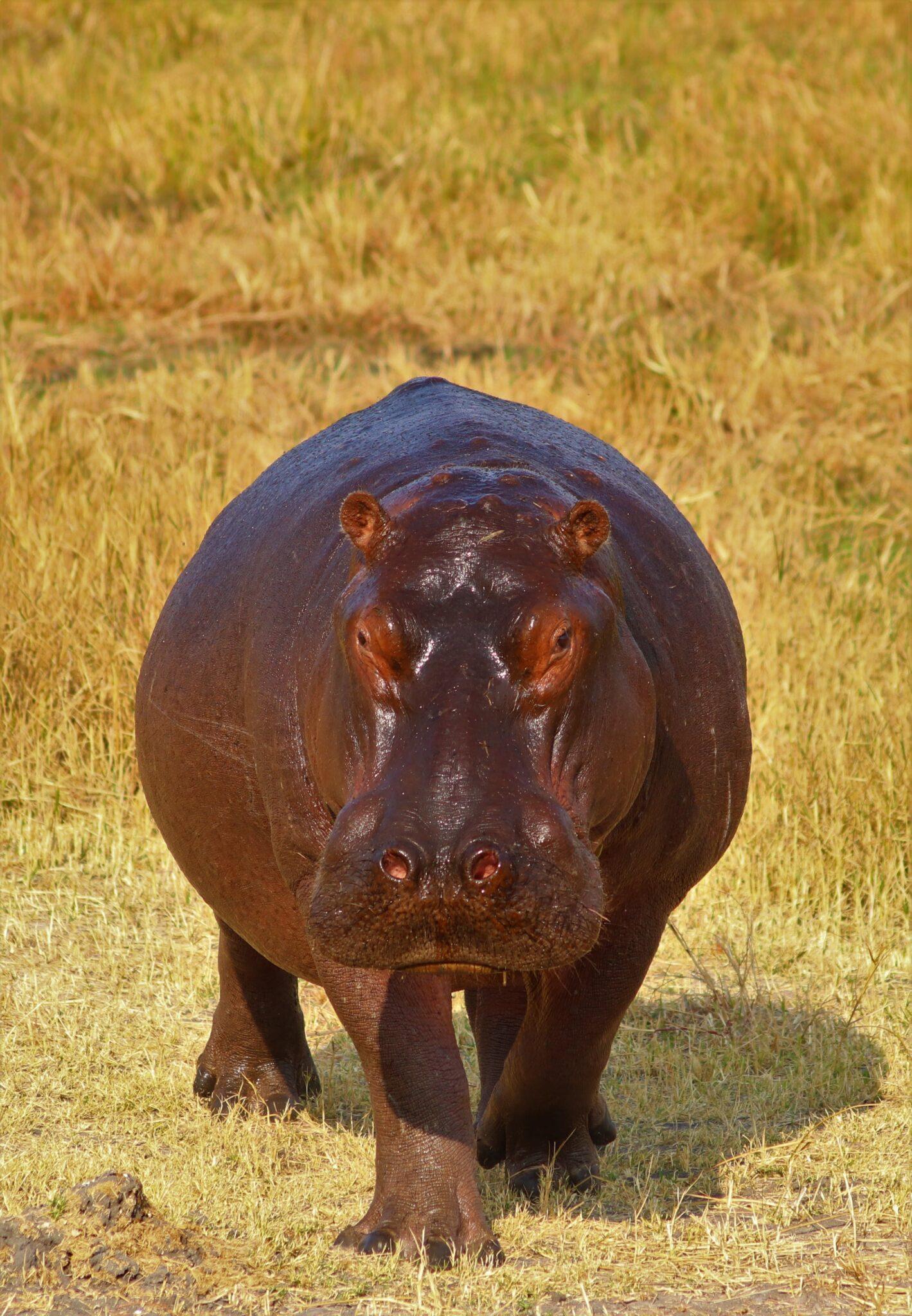 What Is The Big 7 In Africa? Your Guide To Africa’s Most Iconic Wildlife & Hunting Safaris