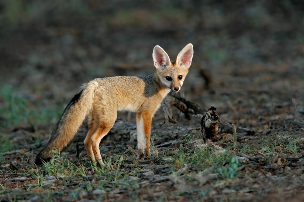 CAPE FOX