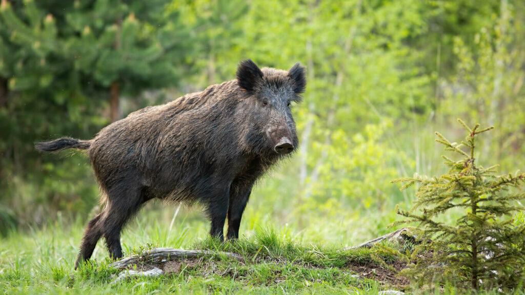 EURASIAN WILD PIG