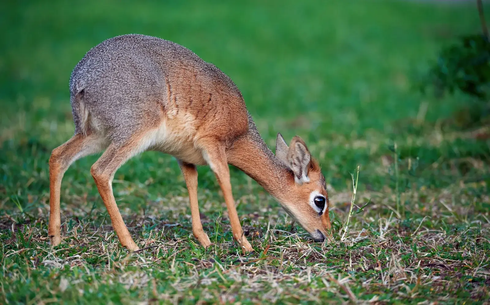 Small Antelope