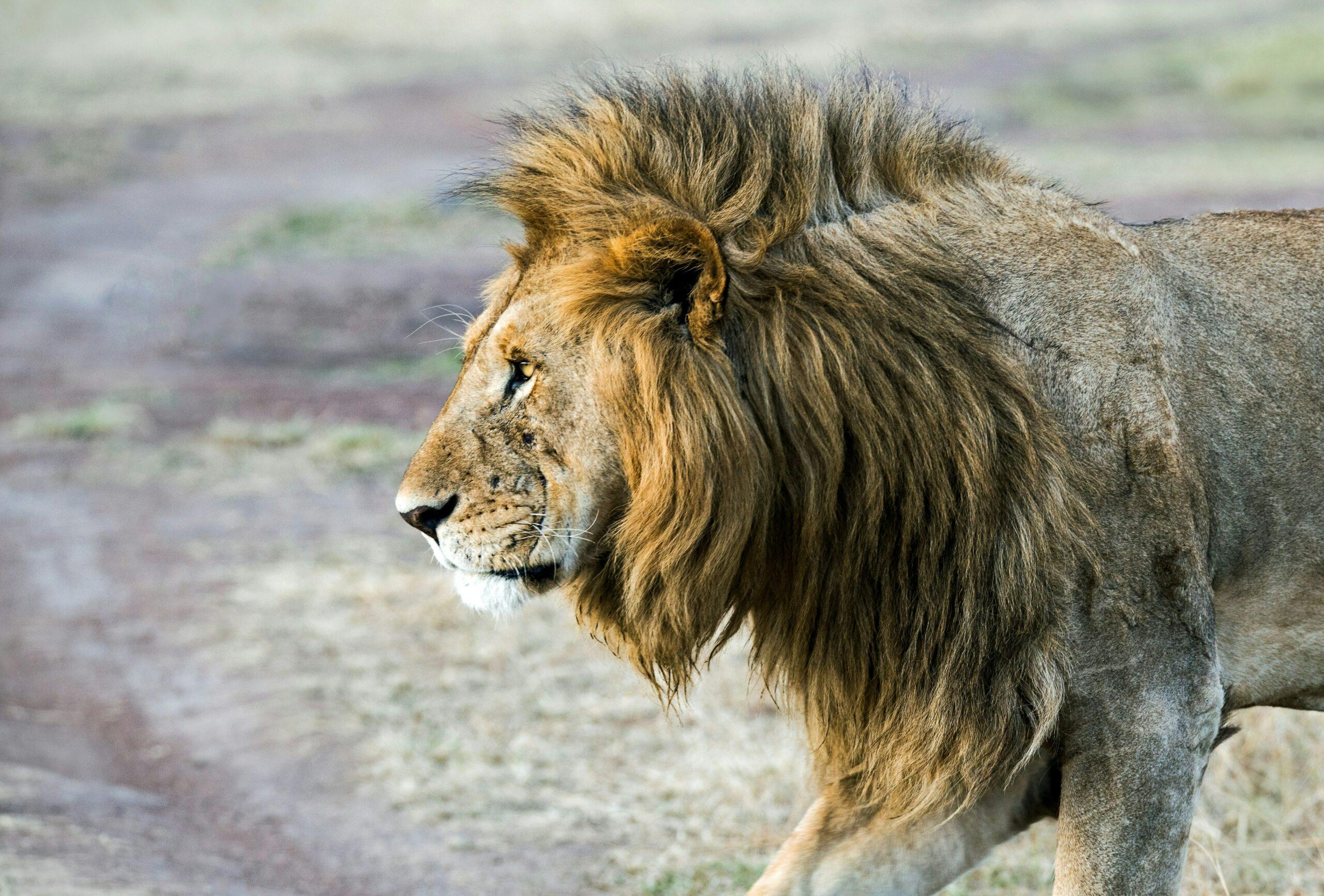 Shot Placement On African Lions
