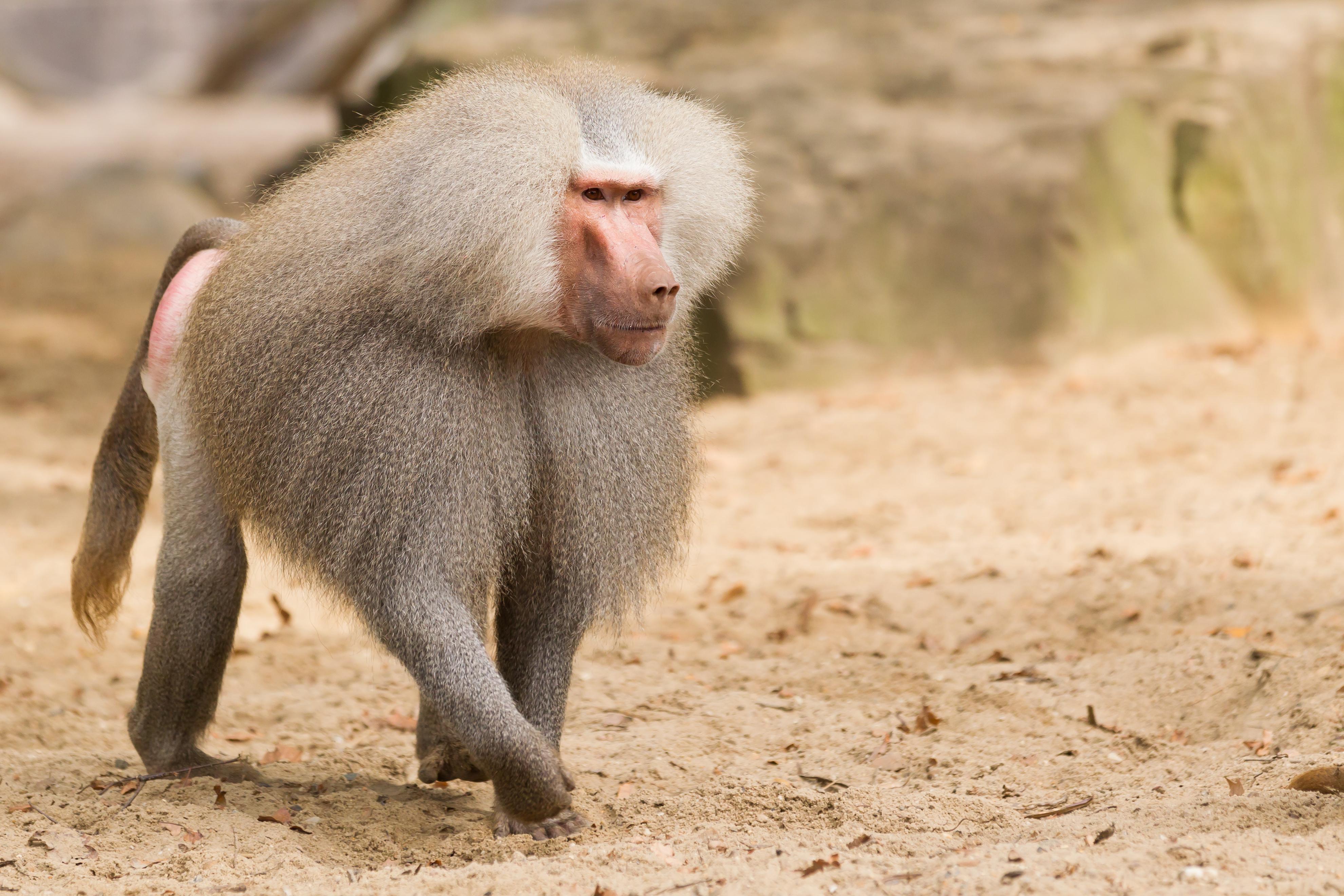Hamadryas Baboon Hunting In Ethiopia