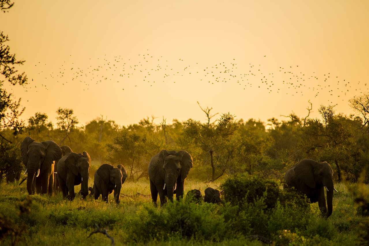 Experience Big Game Shooting In Africa: A Guide to Ethical Safaris