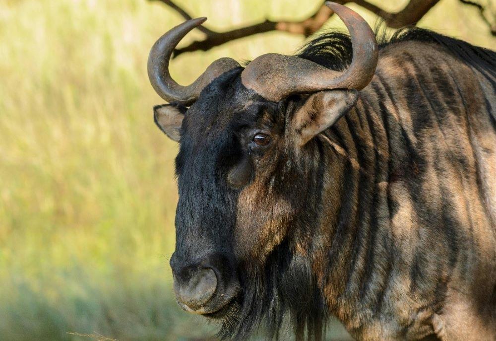 Ultimate Guide To African Hunts: Expert Game Hunting Safaris