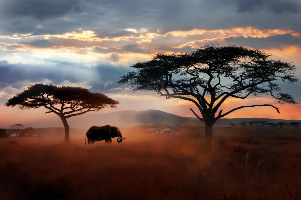 From Tanganyika to Tanzania: The History of East African Hunting Safaris
