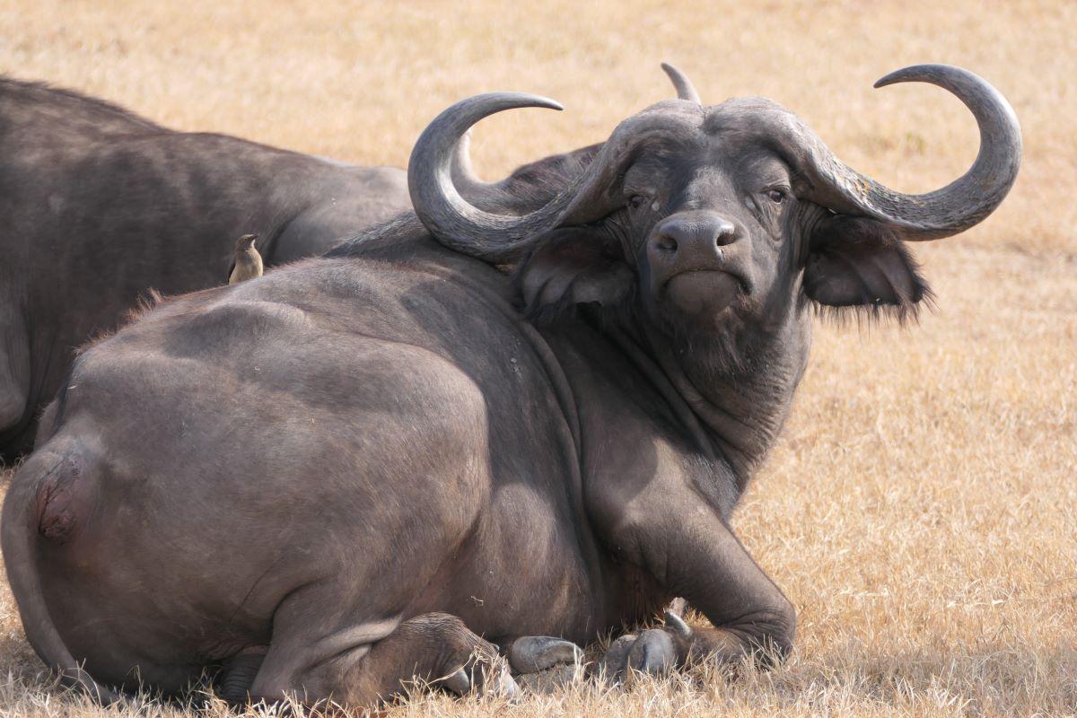 What Makes Cape Buffalo Hunting So Different?