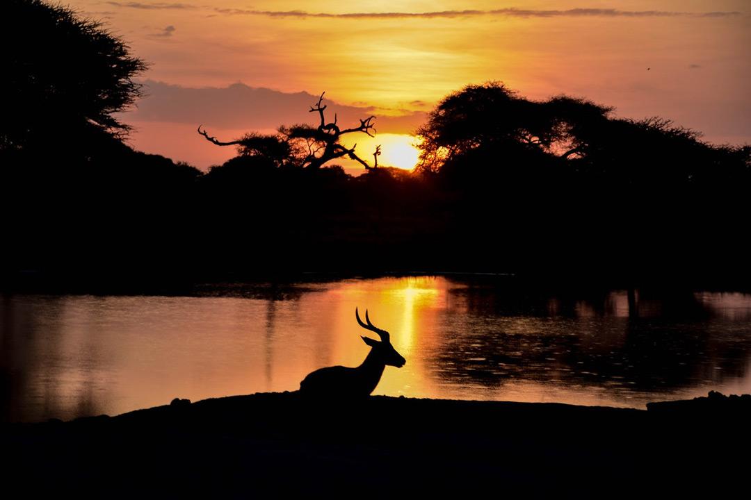 Planning an African Hunting Safari Adventure 