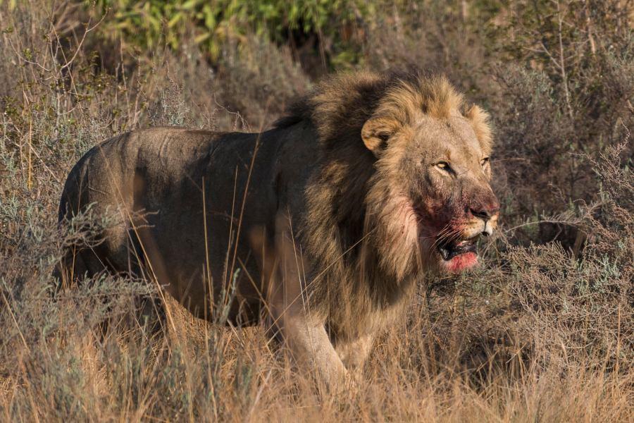 Big Game Hunting In Tanzania & African Cat Safari Adventures