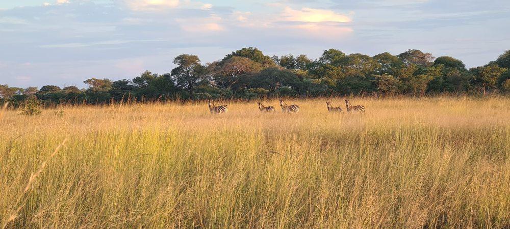 Hunting In Zambia: Exploring & Hunting in the Nkala GMA