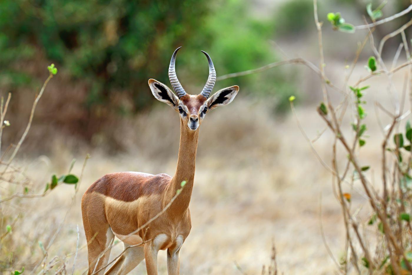 Top Sought-After Game Species When Hunting In Tanzania