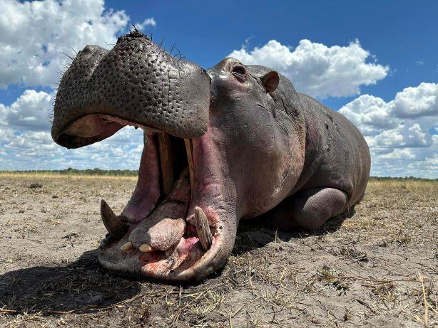 What Animals Hunt Hippos? (Lions, Crocodiles & The Real Threats)