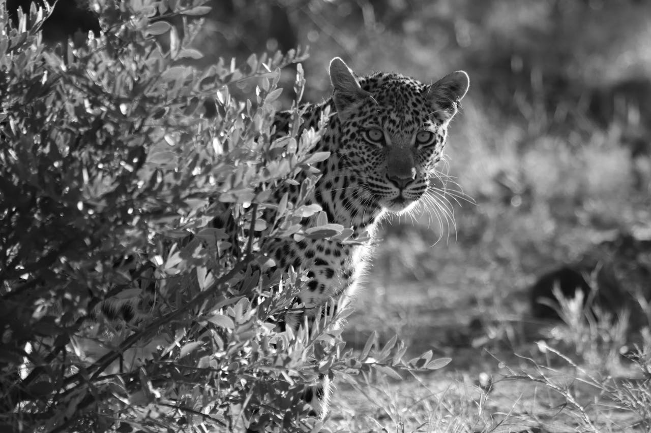 The Elusive African Leopard: Tracking and Hunting Strategies