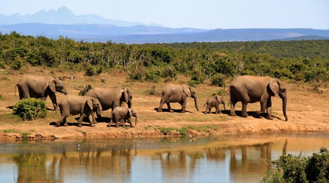 Ethical Considerations In African Big Game Hunting