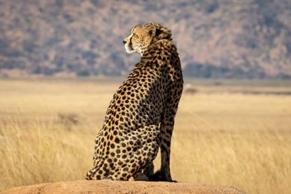 Conservation Efforts For African Game Species: Successes And Challenges