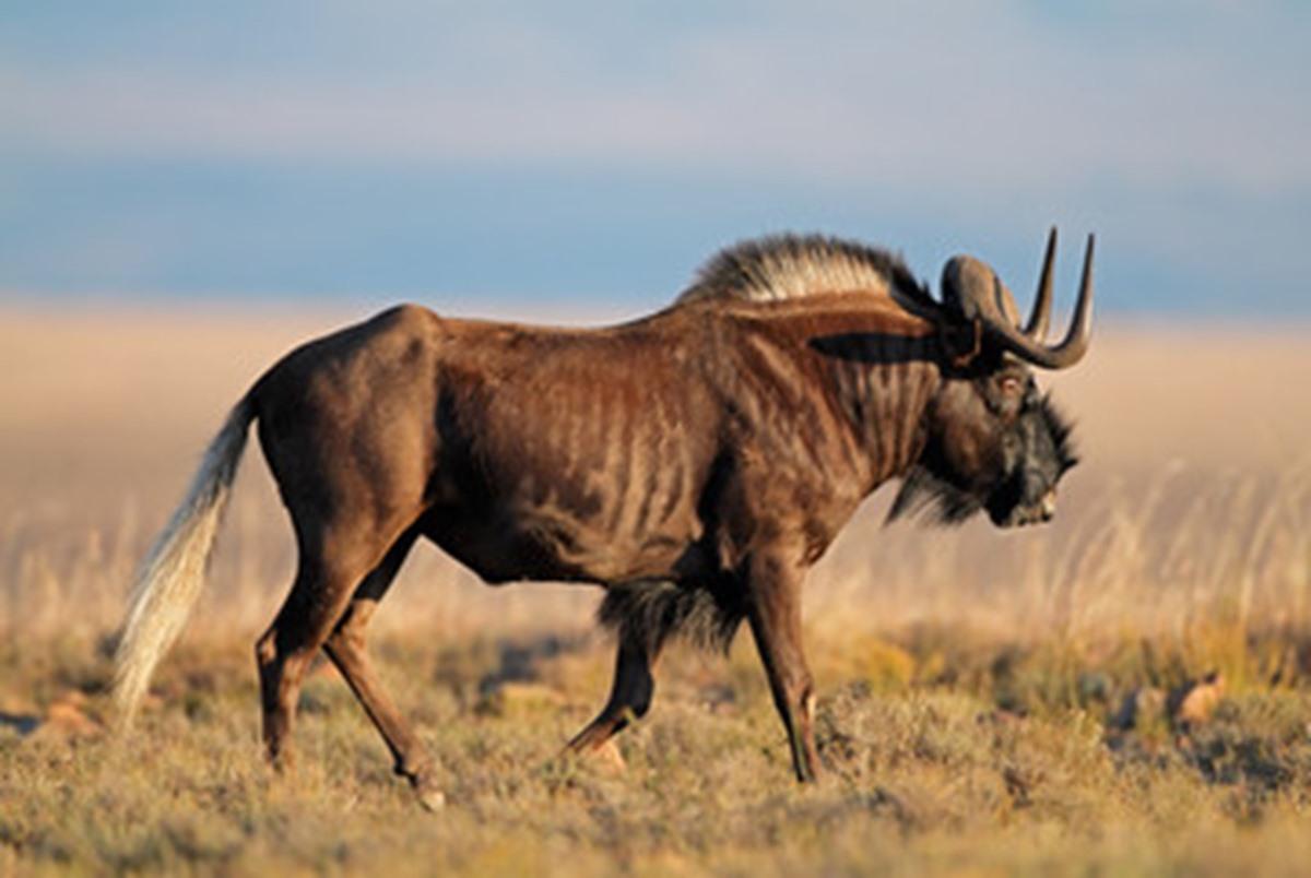 DNA Tracking in Ethical Hunting: Ensuring Trophy Legitimacy in Africa with Game Hunting Safaris