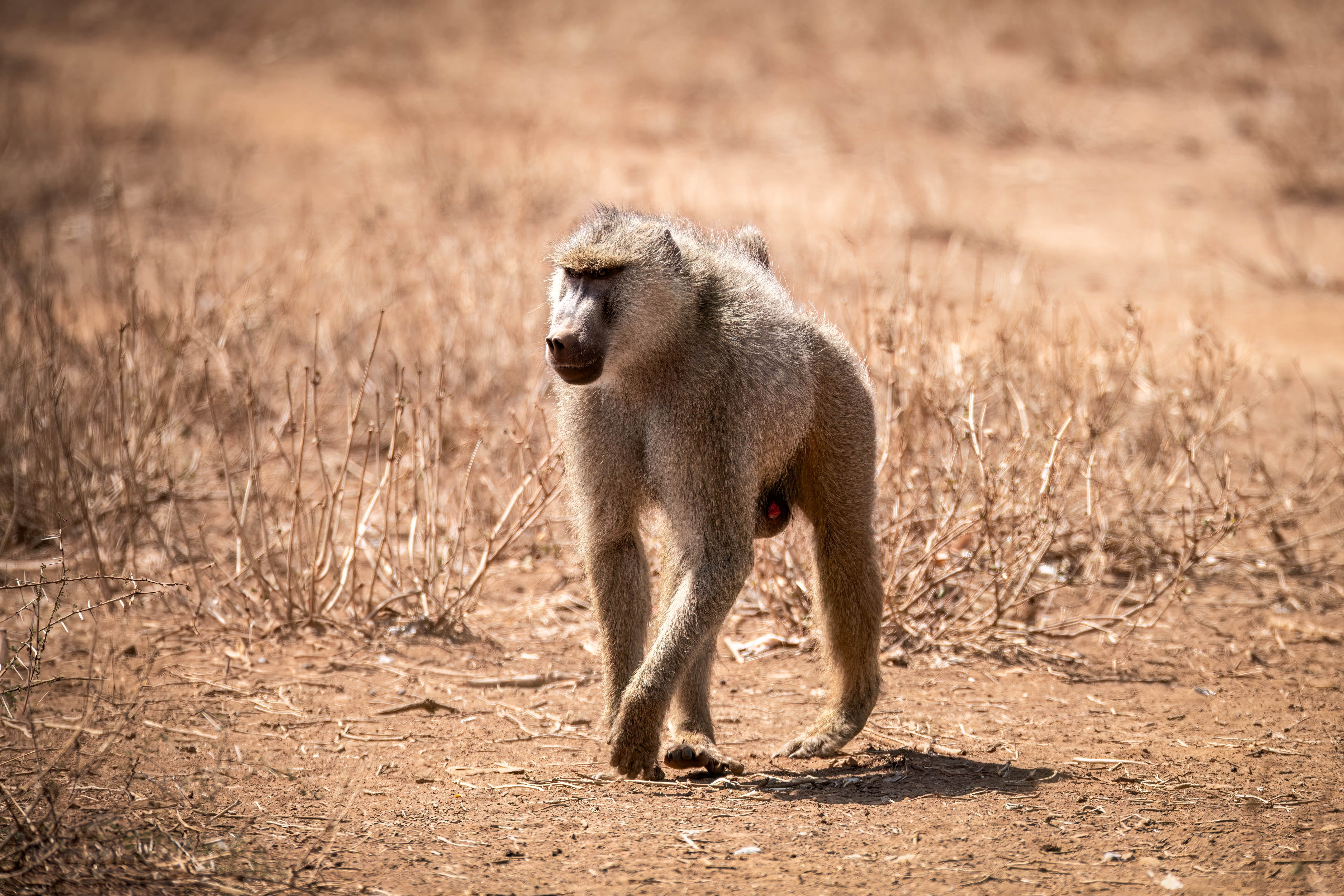 Specialty Game Hunting: Tracking The Yellow Baboon