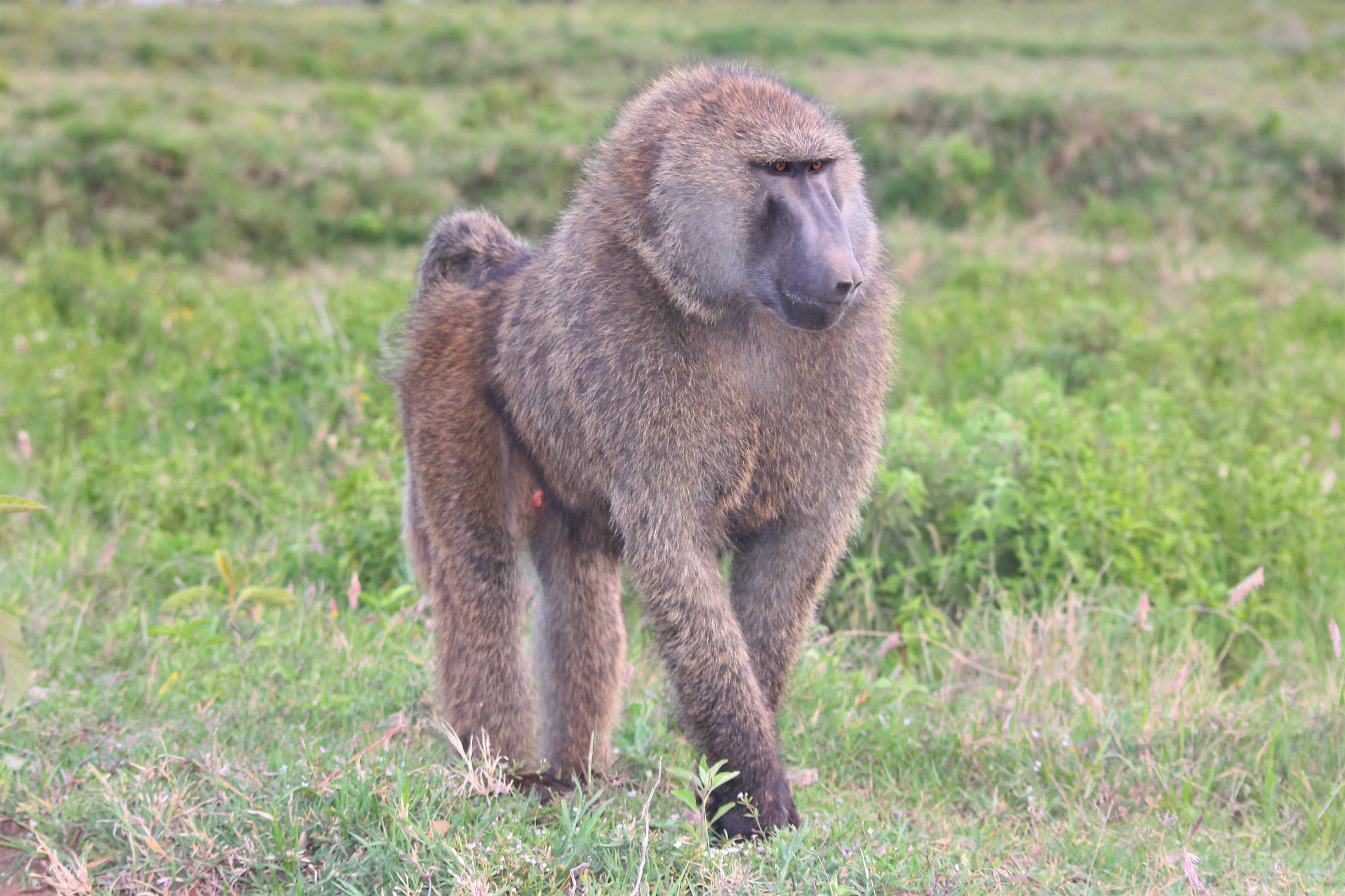 OLIVE BABOON