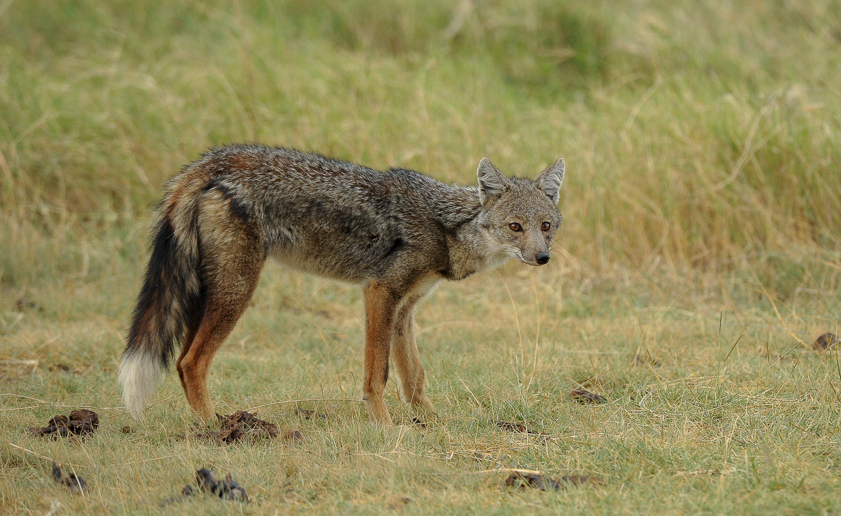SIDE-STRIPED JACKAL