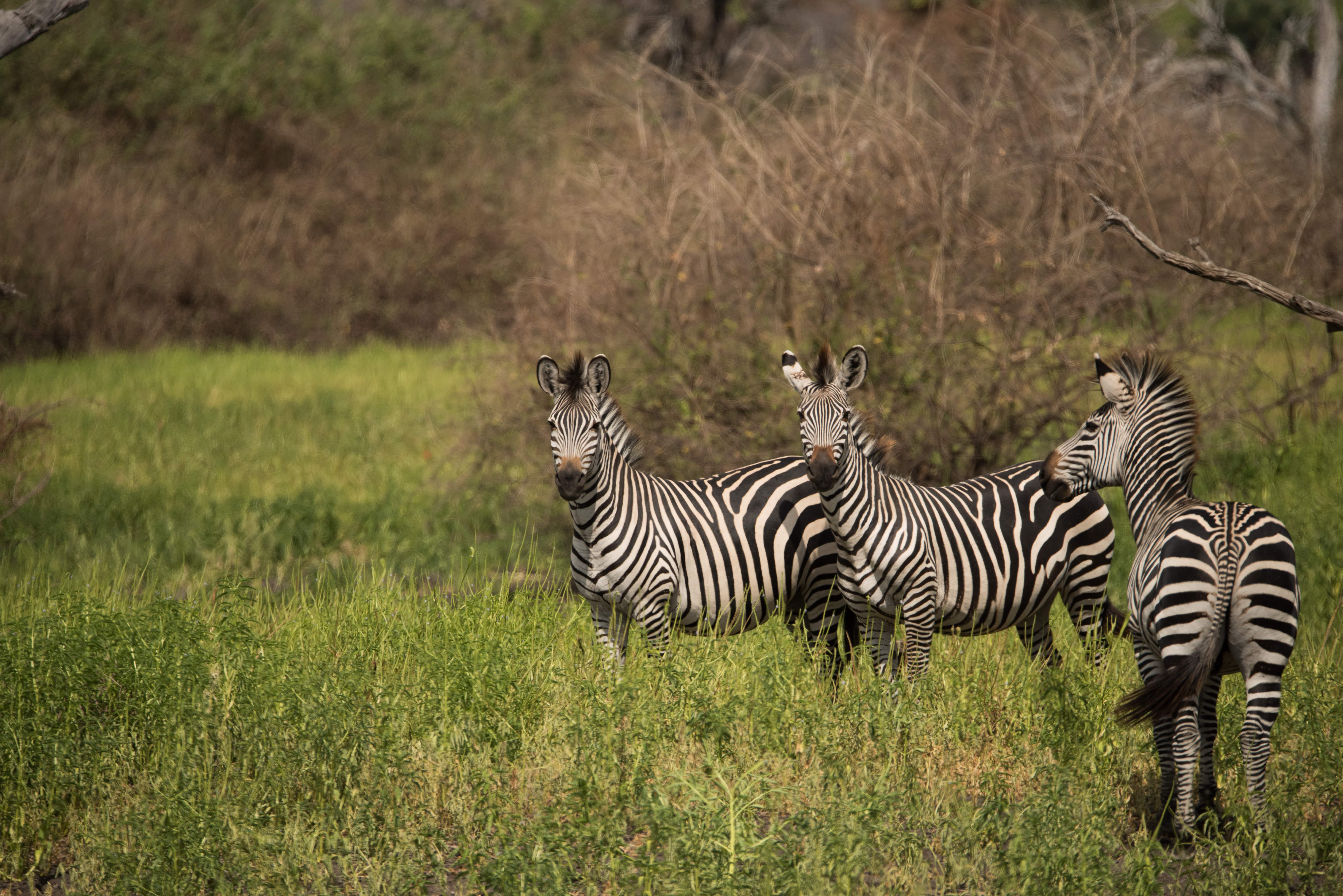 SELOUS ZEBRA