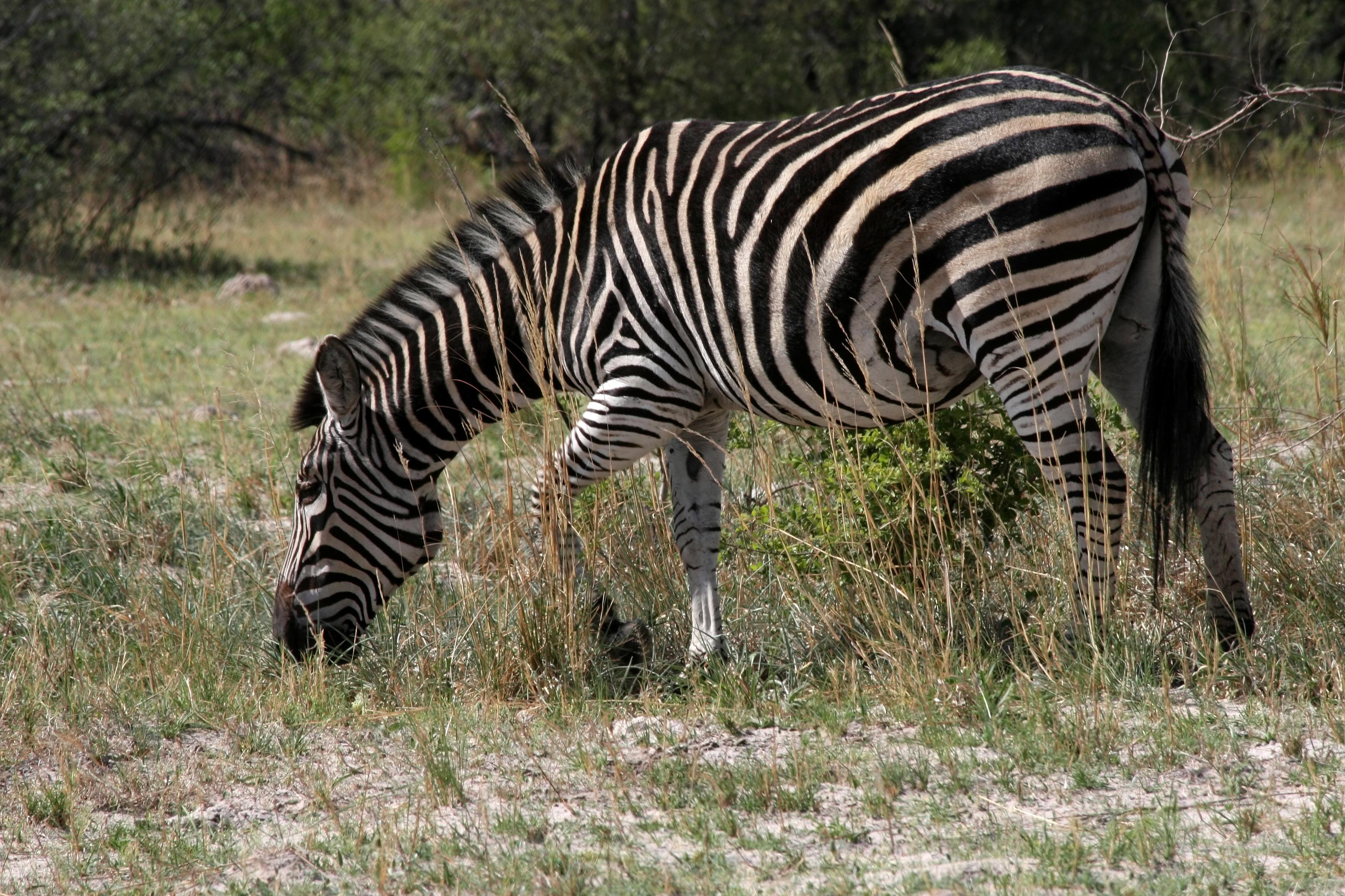 CHAPMAN'S ZEBRA