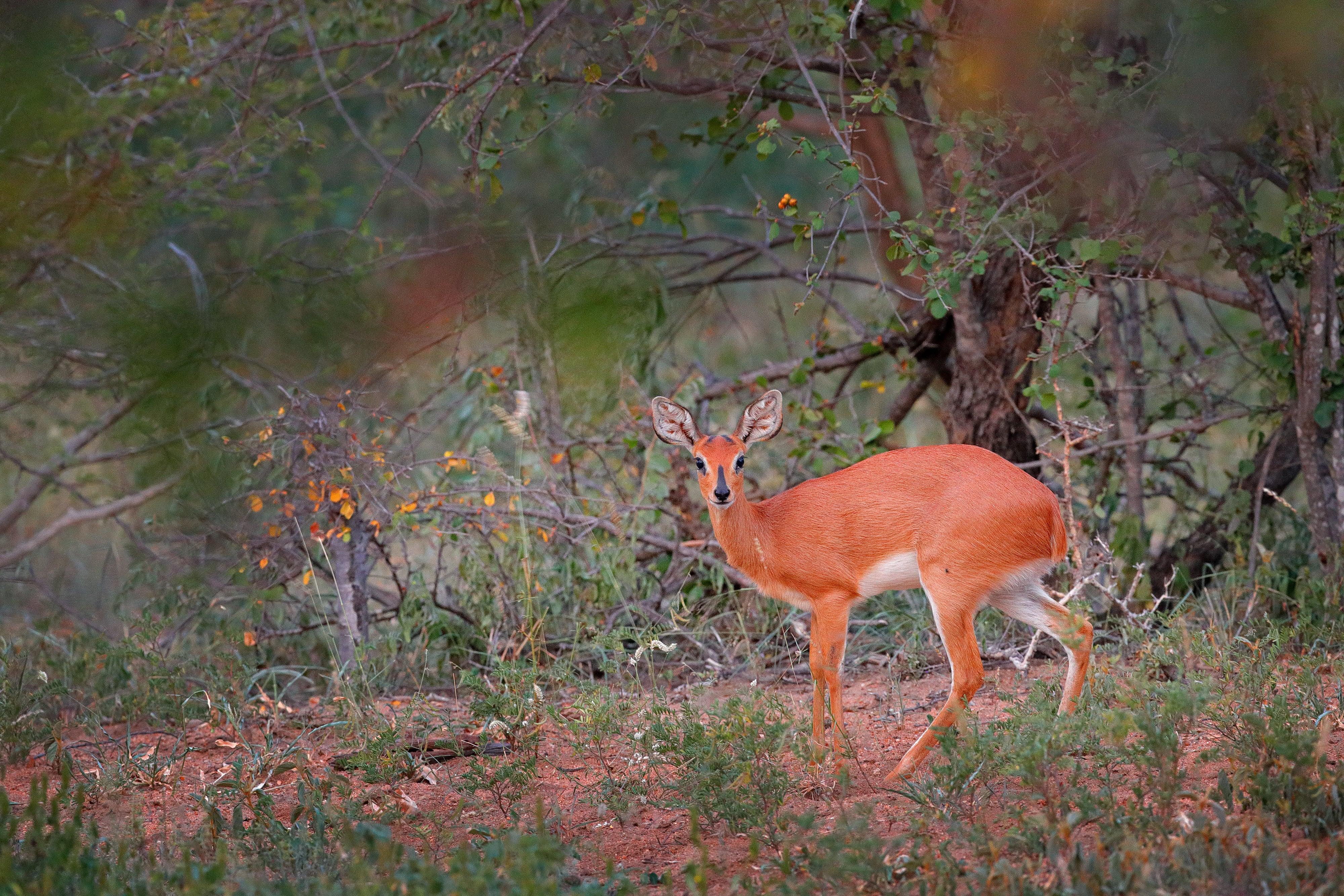 Hunting The Chobe Bushbuck On An African Hunting Safari