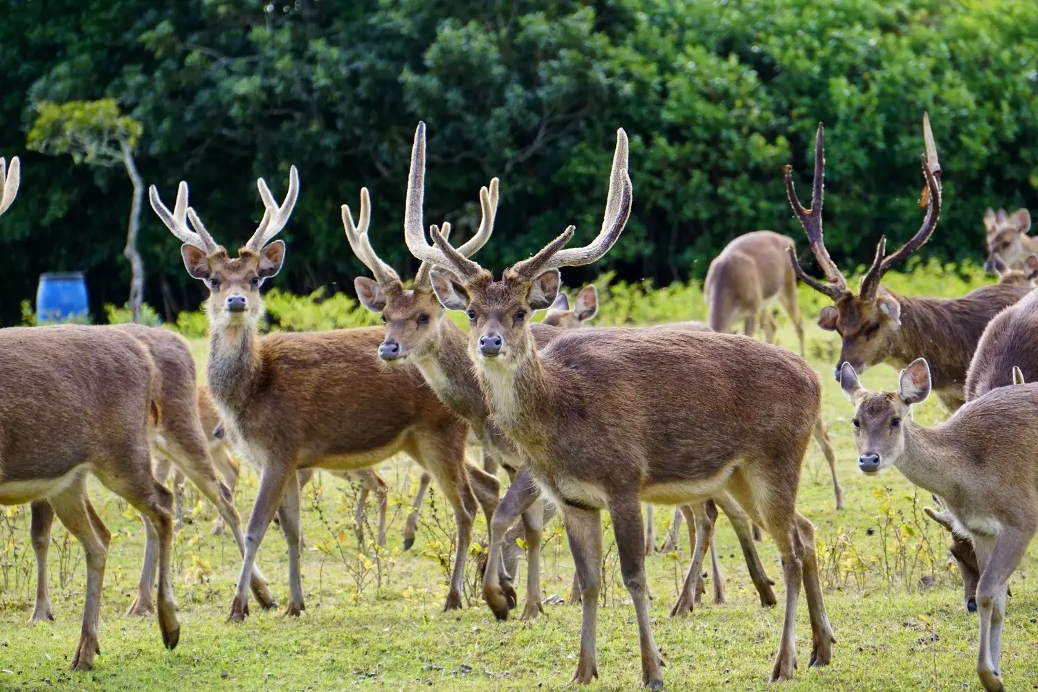 JAVA RUSA DEER