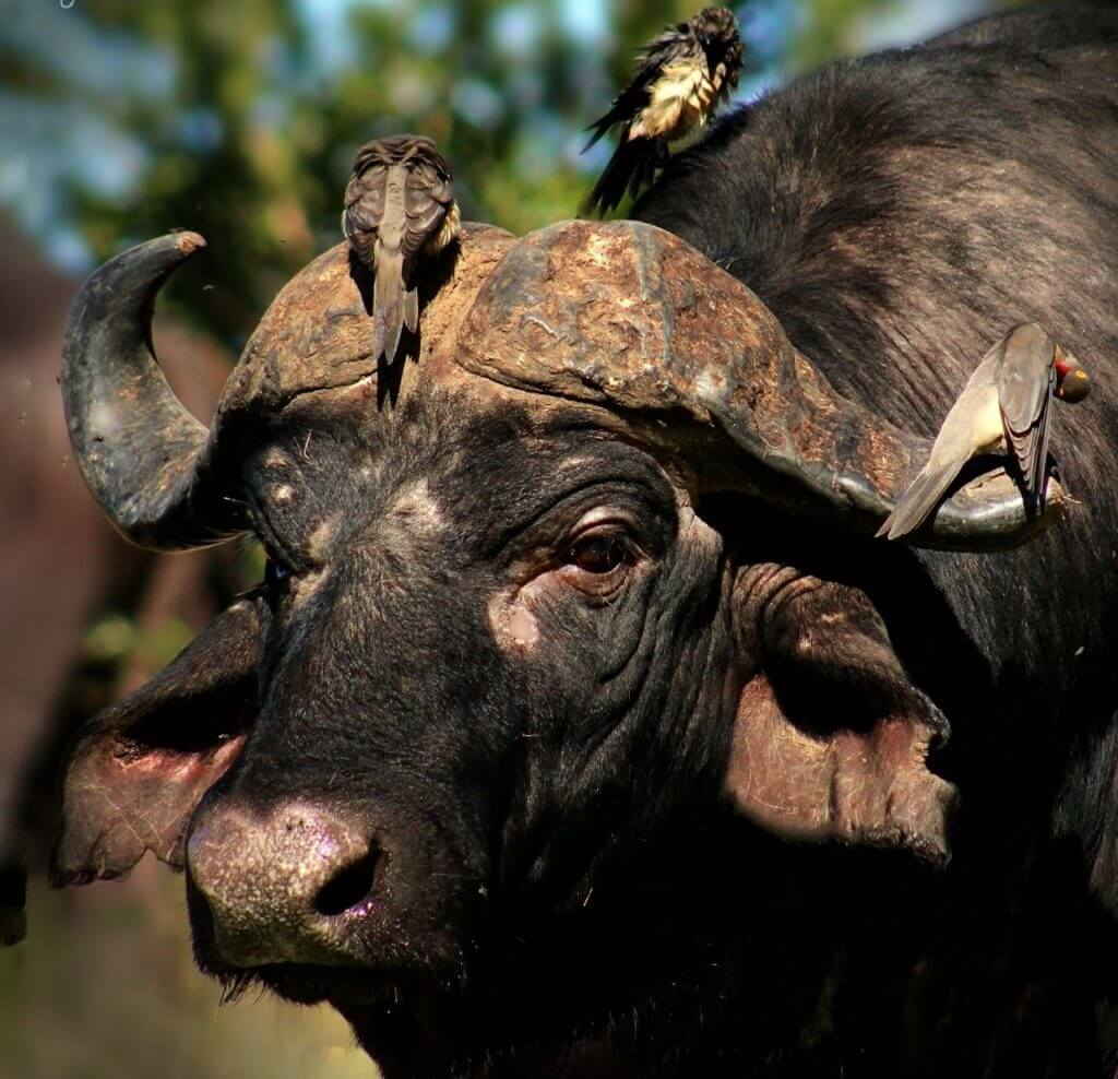 Buffalo Hunting In Zimbabwe: A Year In Review
