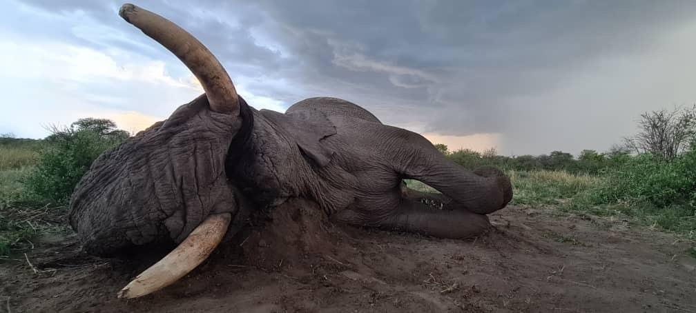 Zimbabwe Grants Limited Elephant Hunting Licenses To Aid Conservation