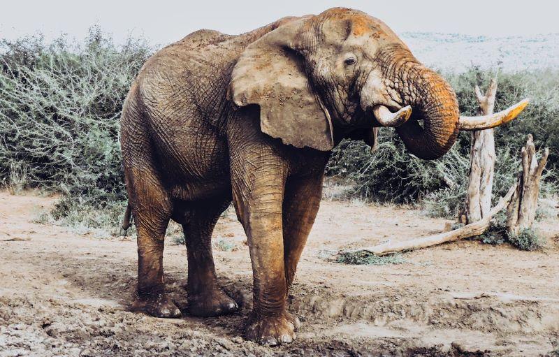 Elephant Hunting Incident In South Africa Highlights Need For Stricter Protections