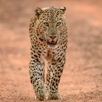 Tracking The History Of Leopard Hunting In Africa