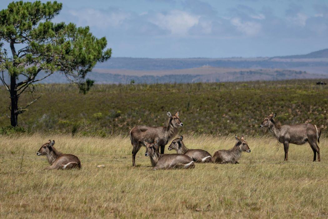 Hunting Safaris Zimbabwe: Taking To The Plains