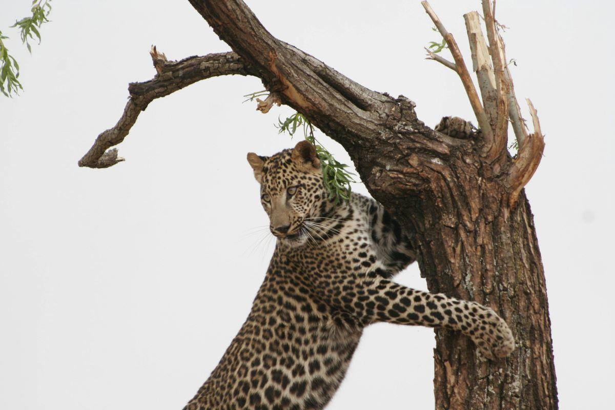 The Best Leopard Hunting Destinations in Africa