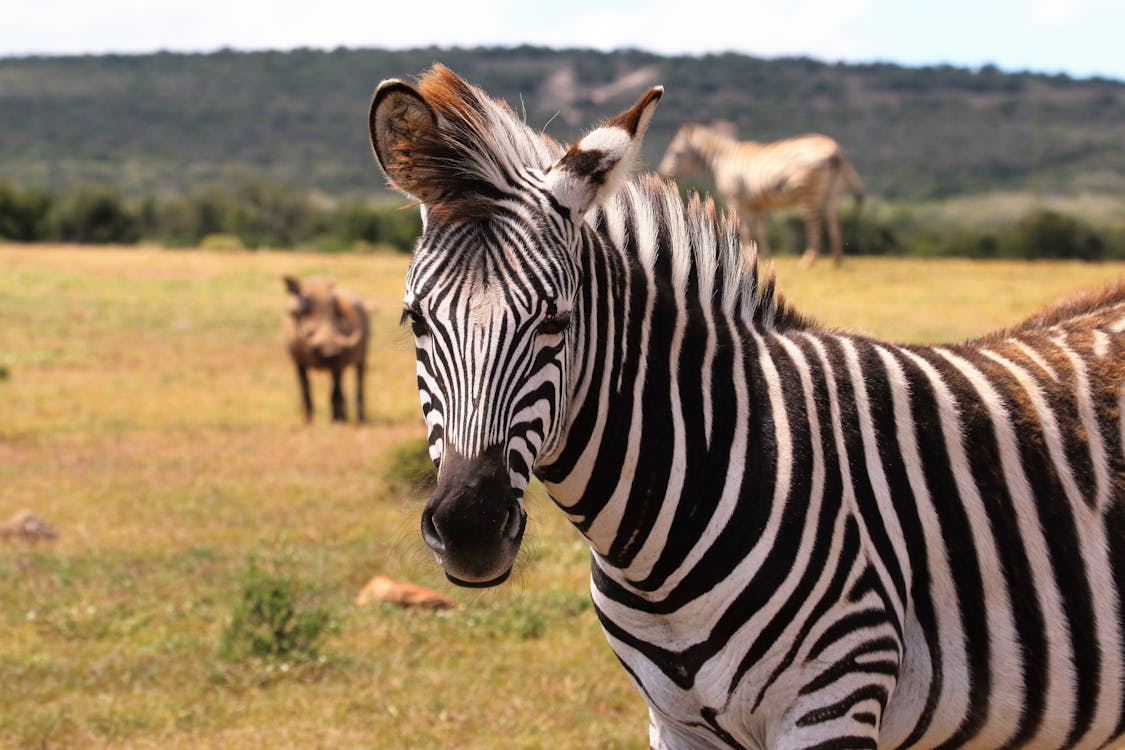 What to Pack for an African Hunting Safari