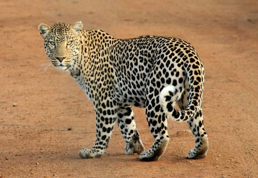Where To Shoot Leopards? Your Guide To Successful Game Hunting Safaris