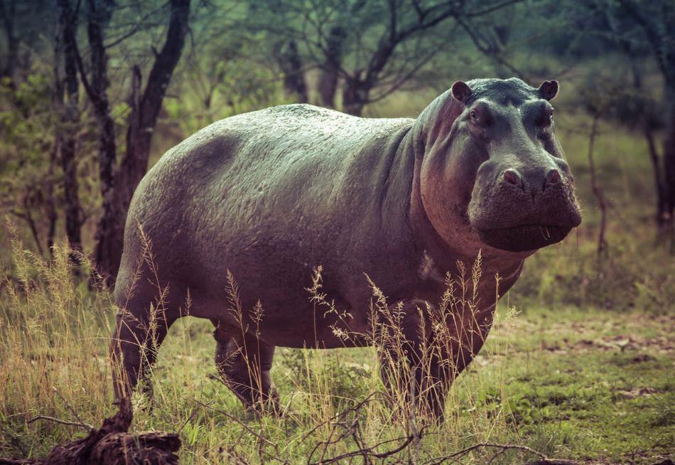Are Hippos Allowed To Be Hunted? Regulations And Alternatives Discussed