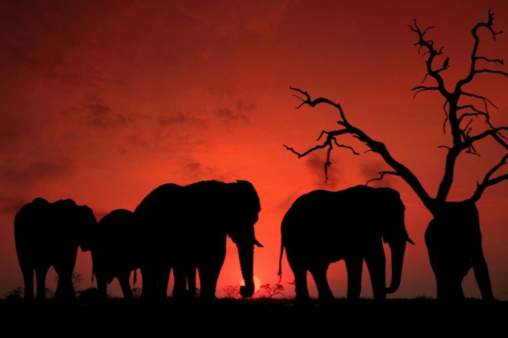Your First African Hunting Trip: A Practical Planning Guide