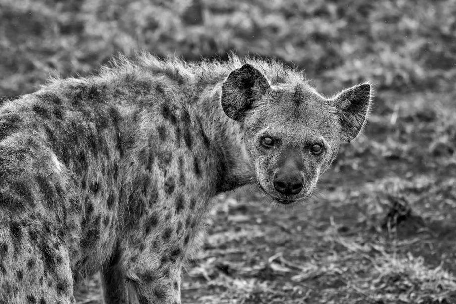 Hyena Hunting Part 2: The Allure, Thrill, And Challenge