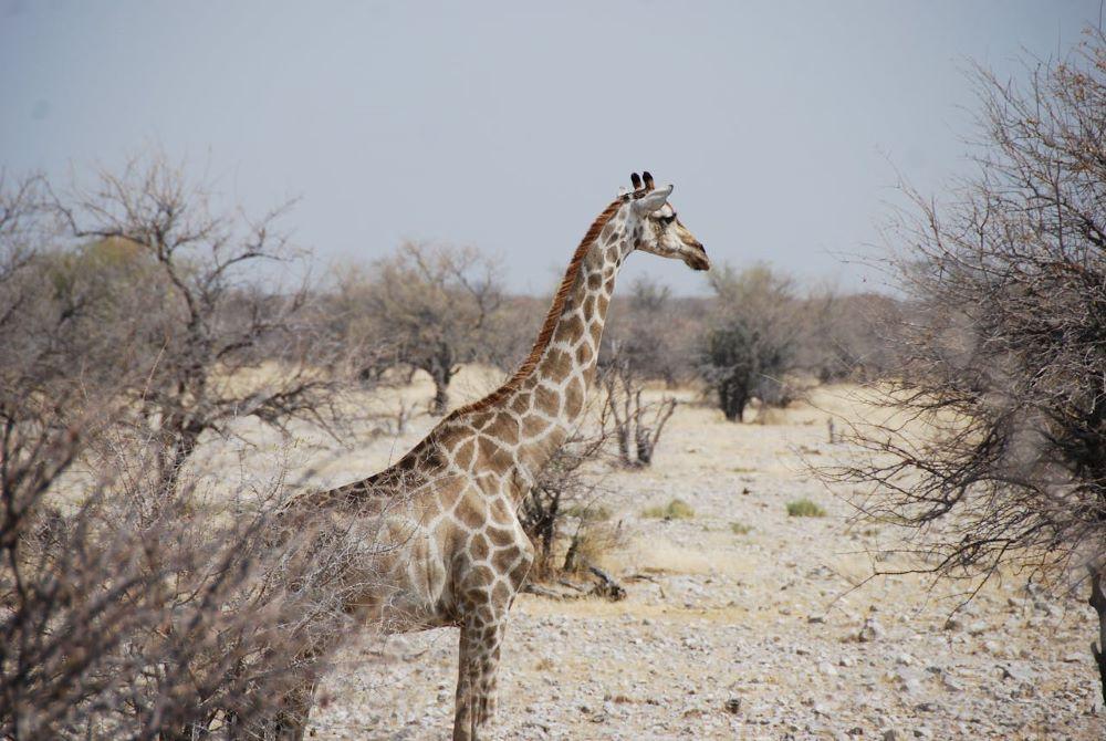 South African Outfitters: Your Guides To Incredible Safaris
